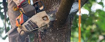  Akwesasne, NY Tree Services Pros