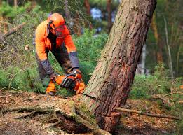 Best Tree and Shrub Care  in Akwesasne, NY
