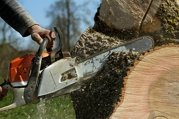 How Our Tree Care Process Works  in  Akwesasne, NY